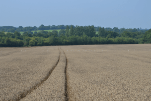 champ de blé